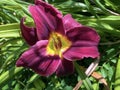 Daylily Hemerocallis `Night EmbersÃ¢â¬Ë Hemerocallis Hybride `Night EmbersÃ¢â¬Ë, Die Taglilie Hemerocallis Night Embers, Mainau Royalty Free Stock Photo